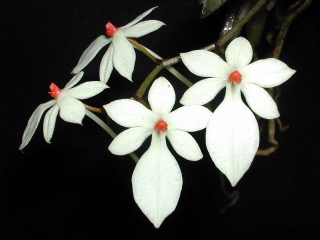 Aerangis luteo-alba  var. rhodosticta