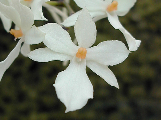 Aerangis luteo-alba x citrata