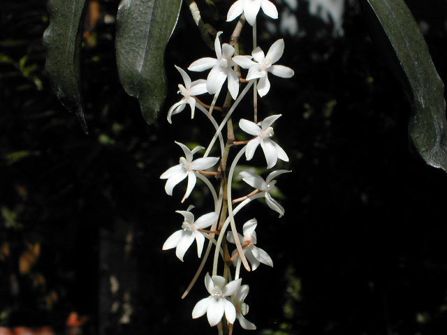 Aerangis_mooreana4.jpg