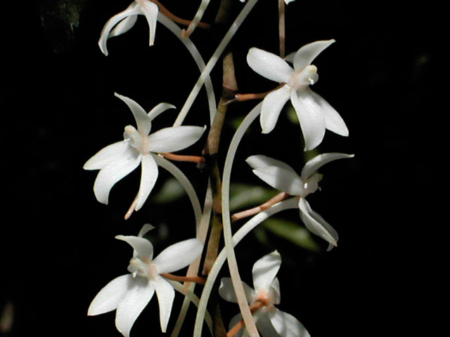 Aerangis mooreana