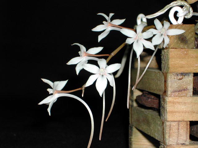 Aerangis mystacidii (Rchb.f.) Schltr. Aerangis_mystacidii2.jpg