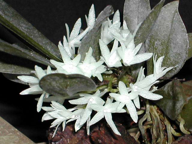 Aerangis hyaloides (Rchb.f.) Schltr. Aerangis_pumilio1.jpg