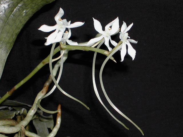 Aerangis somalensis (Schltr.) Schltr. Aerangis_somalensis2.jpg