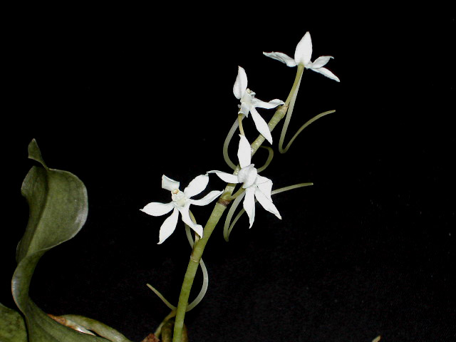 Aerangis somalensis