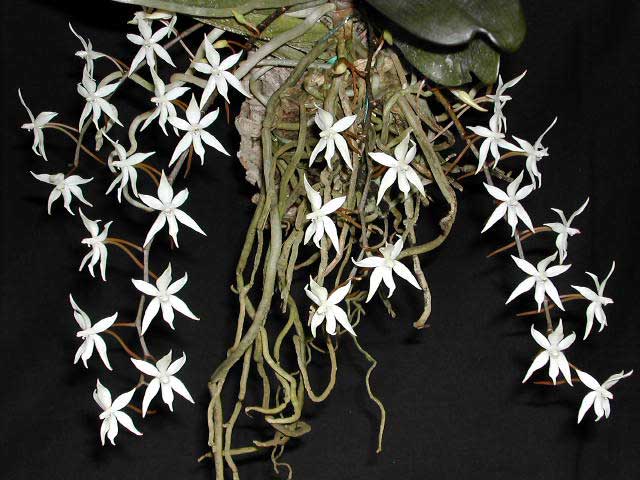 Aerangis stylosa (Rolfe) Schltr. Aerangis_stylosa1.jpg
