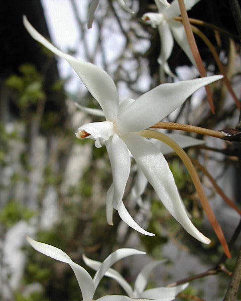 Aerangis stylosa