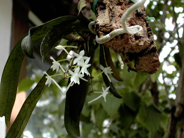 Aerangis ugandensis Summerh. Aerangis_ugandensis1.jpg