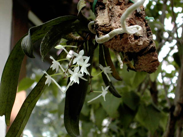 Aerangis ugandensis