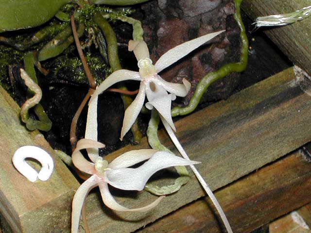 Aerangis_umbonata1.jpg