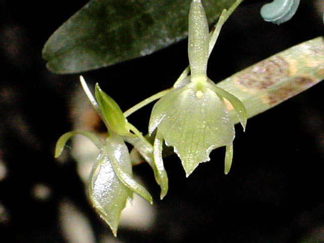 Cribbia pendula