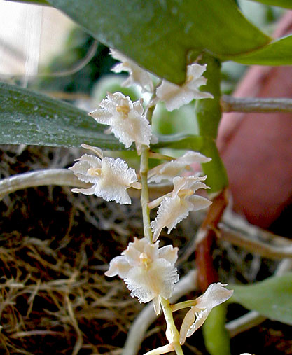 Diaphananthe bidens