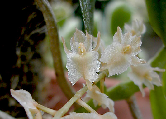 Diaphananthe bidens