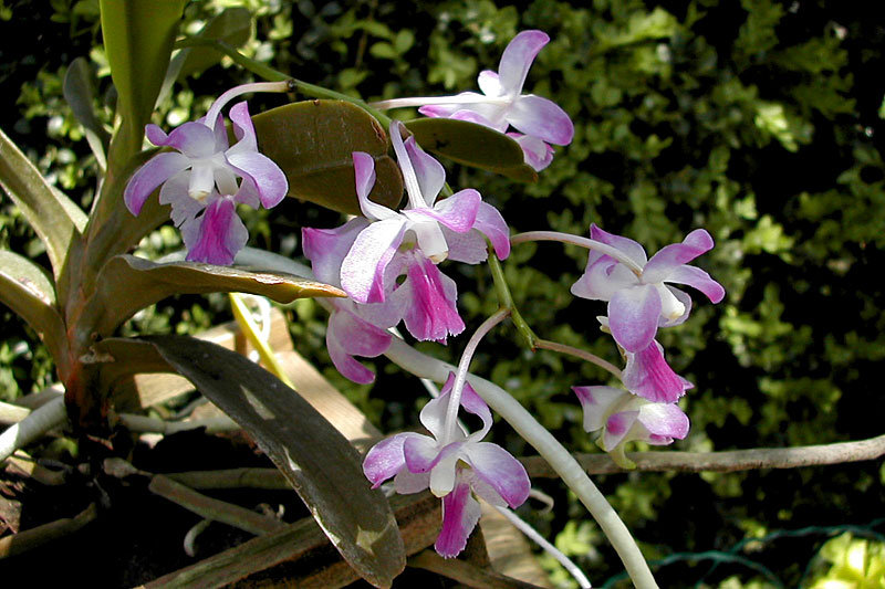 Aerides crassifolia