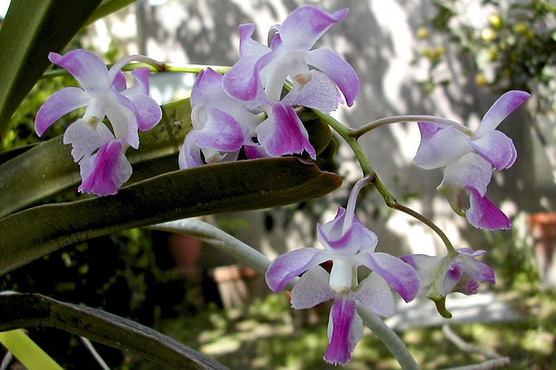 Aerides crassifolia