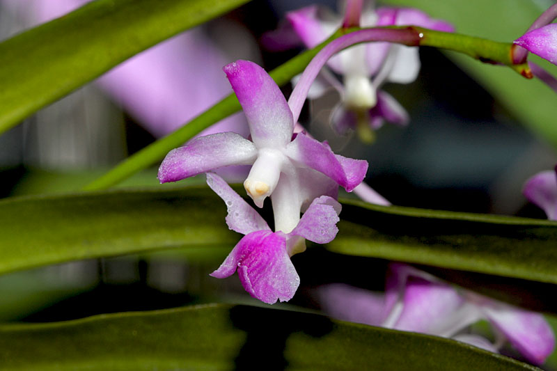 Aerides crassifolia