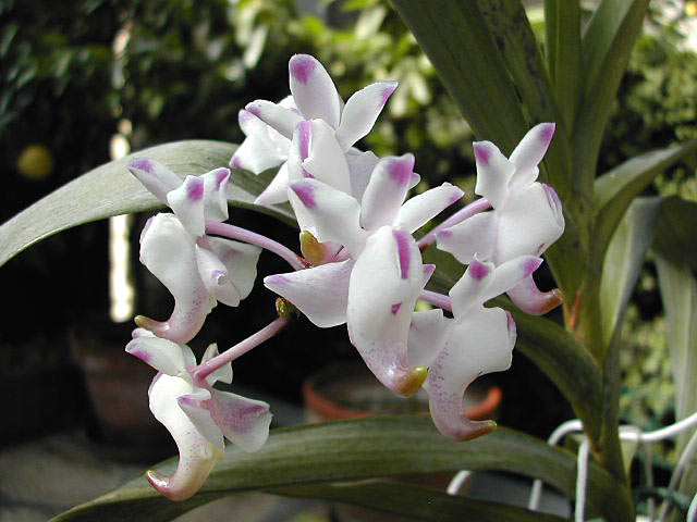 Aerides_odorata1.jpg