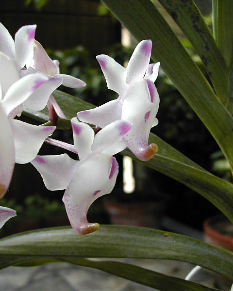 Aerides_odorata2.jpg