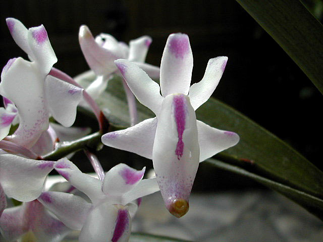 Aerides_odorata3.jpg