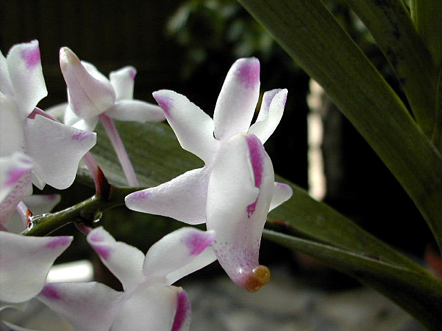 Aerides odorata