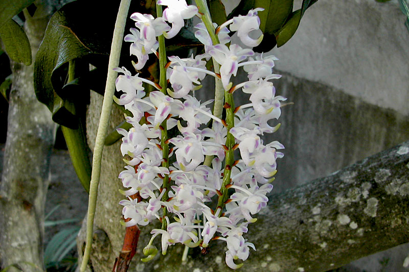Aerides odorata var. majus Lour. Aerides_odorata_majus1.jpg