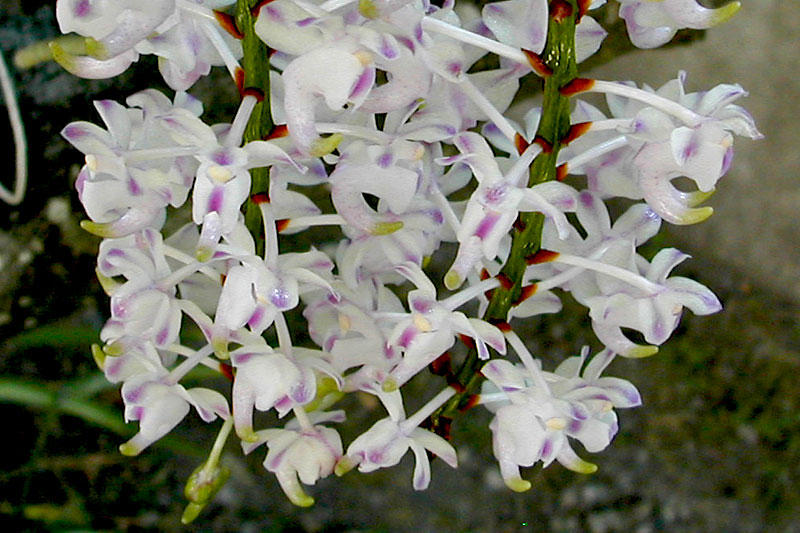 Aerides odorata var. majus