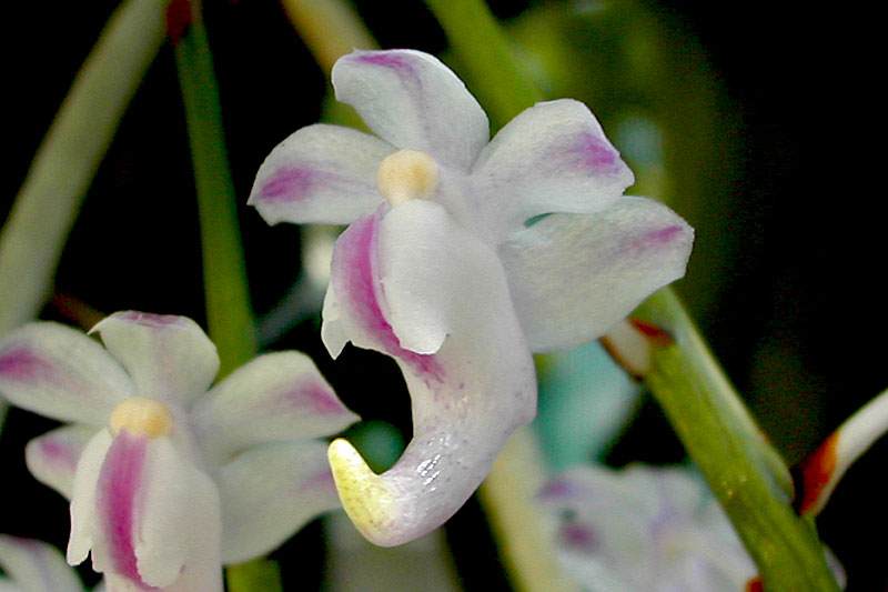 Aerides odorata var. majus