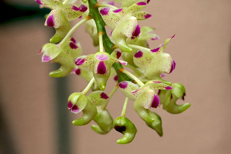 Aerides_quinquivulnera2.jpg