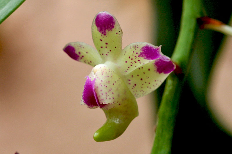 Aerides quinquevulnera