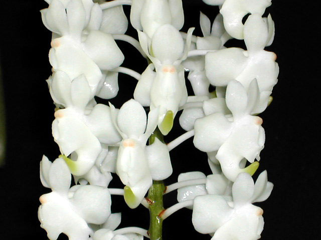 Aerides virens Lindl. Aerides_virens2.jpg