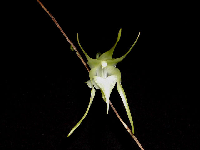 Aeranthes_grandiflora1.jpg