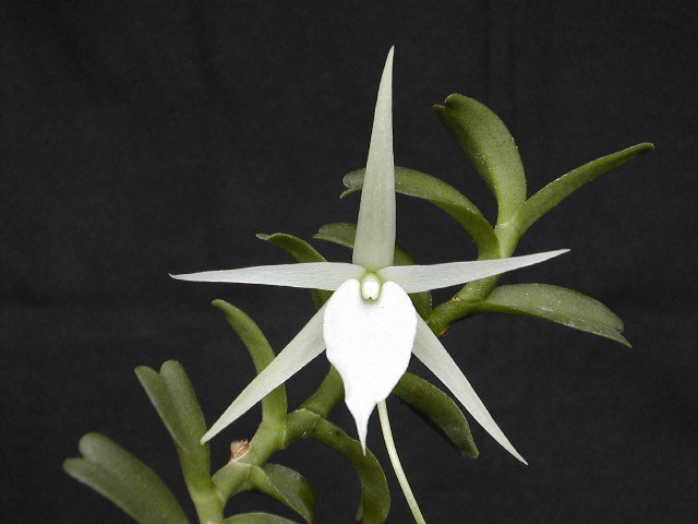 Angraecum_bicallosum1.jpg