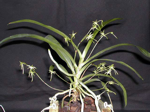 Angraecum_calceolus1.jpg