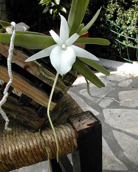 Angraecum_didieri3.jpg