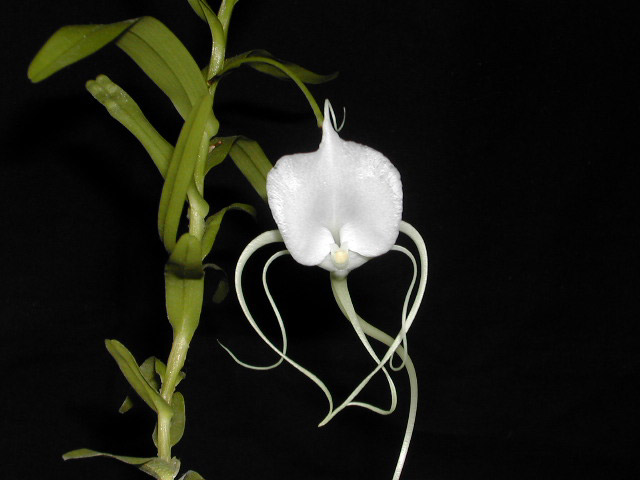 Angraecum_germinyanum1.jpg