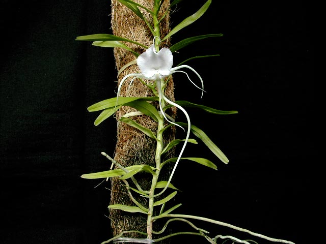 Angraecum germinyanum