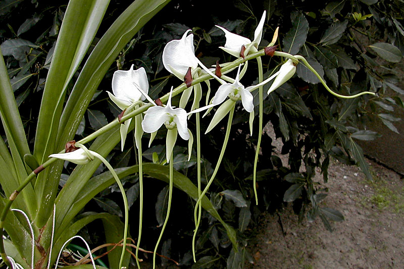 Angraecum longicalcar x comorense