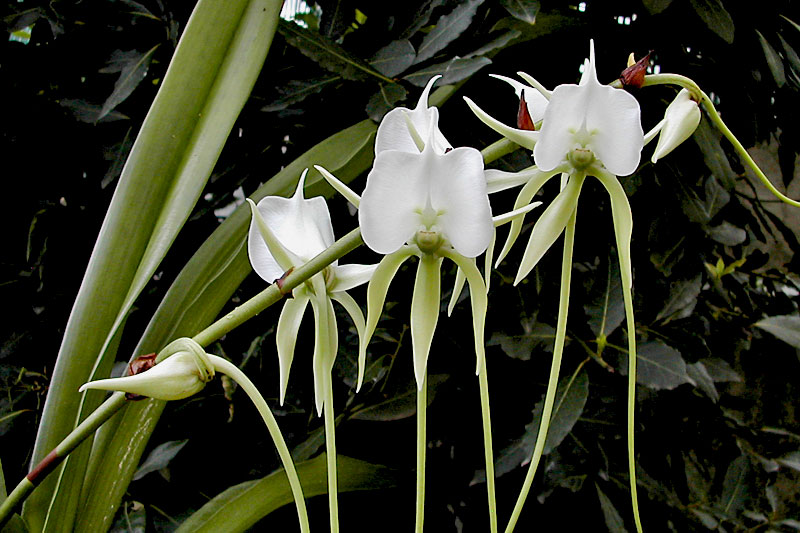 Angraecum_longicom2.jpg