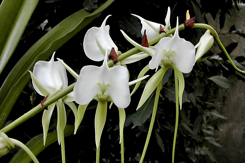 Angraecum longicalcar x comorense Angraecum_longicom3.jpg