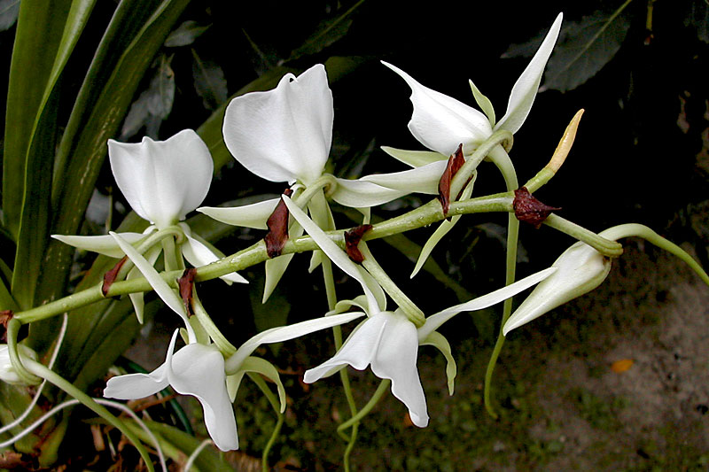 Angraecum longicalcar x comorense Angraecum_longicom4.jpg
