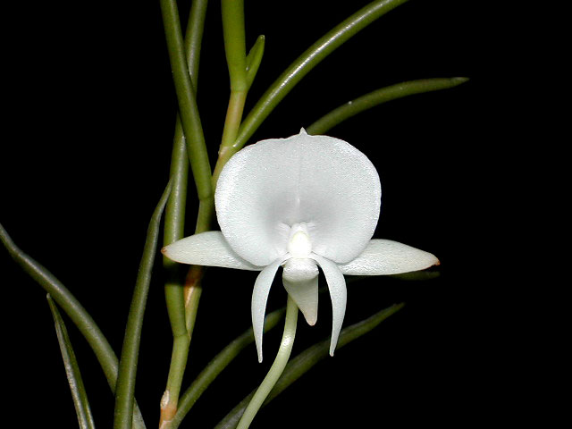 Angraecum_scottianum2.jpg