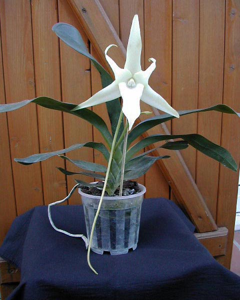 Angraecum sesquipedale