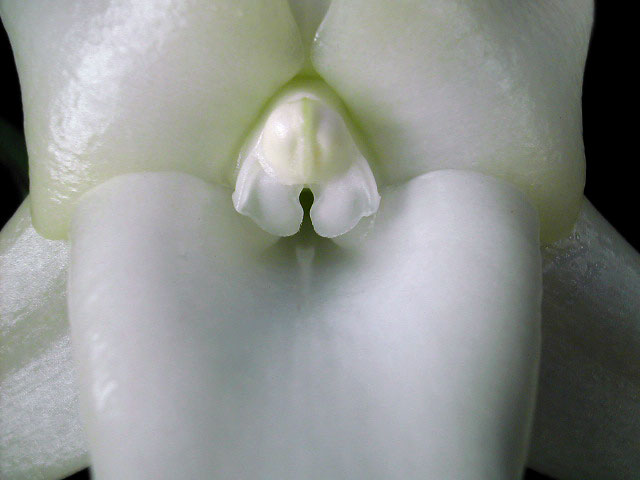Angraecum sesquipedale Thouars Angraecum_sesquipedale3.jpg