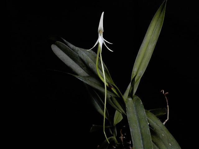 Jumellea arborescens