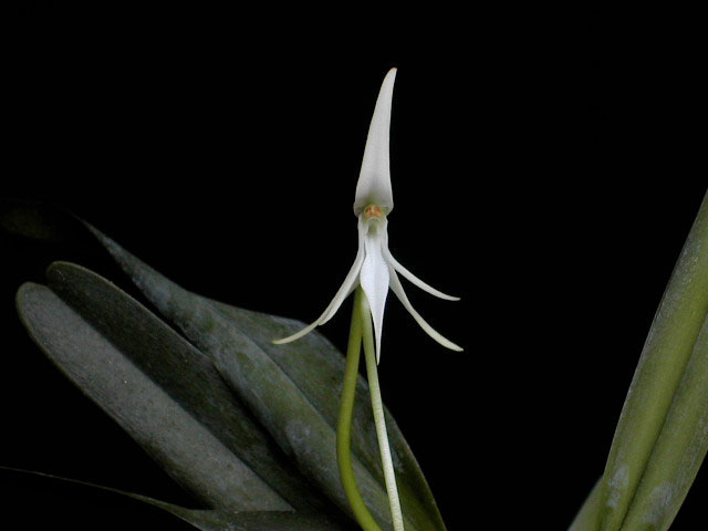 Jumellea arborescens