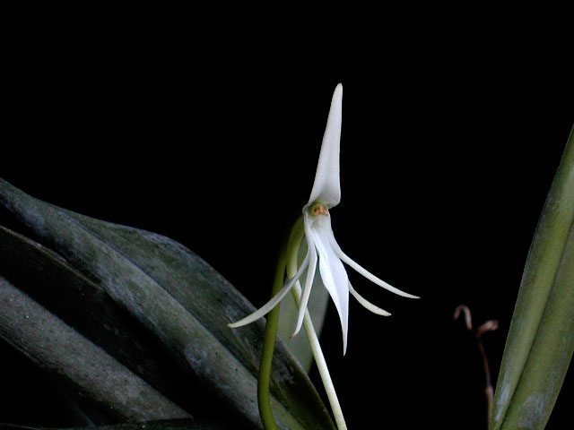 Jumellea arborescens