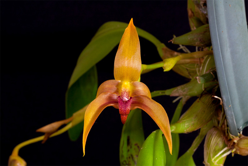 Bulbophyllum Frank Smith