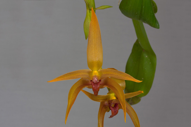 Bulbophyllum_Frank_Smith3.jpg