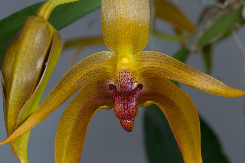 Bulbophyllum Frank Smith