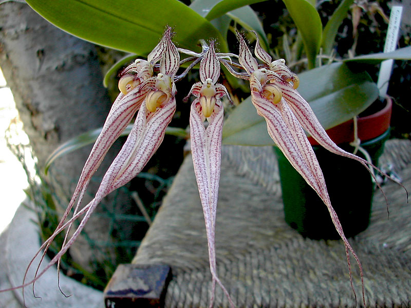 Bulbophyllum_Sander1.jpg