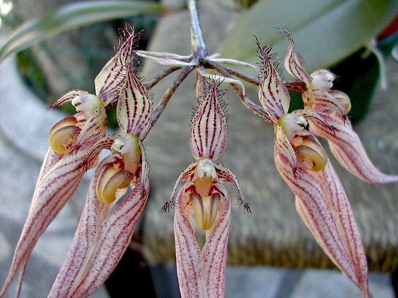 Bulbophyllum_Sander2.jpg